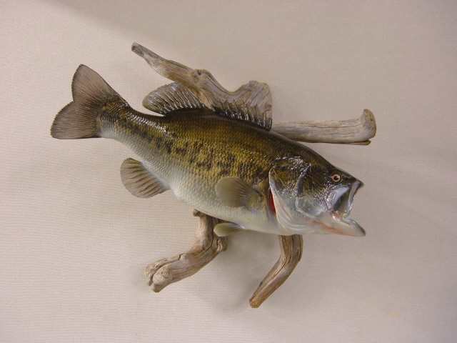 6-Pound Largemouth Bass Fish Mount